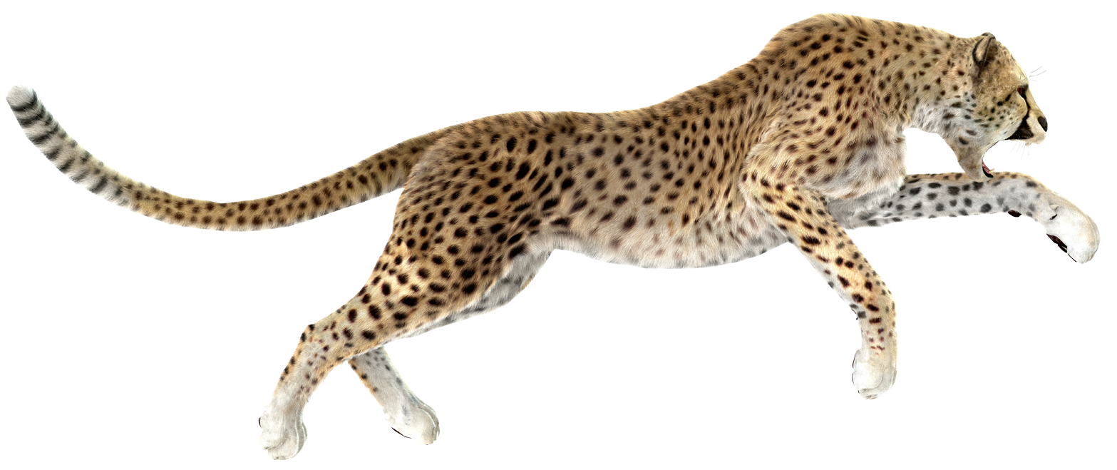 Free Free 342 Png Transparent Cheetah Print Svg Free SVG PNG EPS DXF File